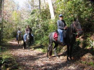  horseback riding in the forest 